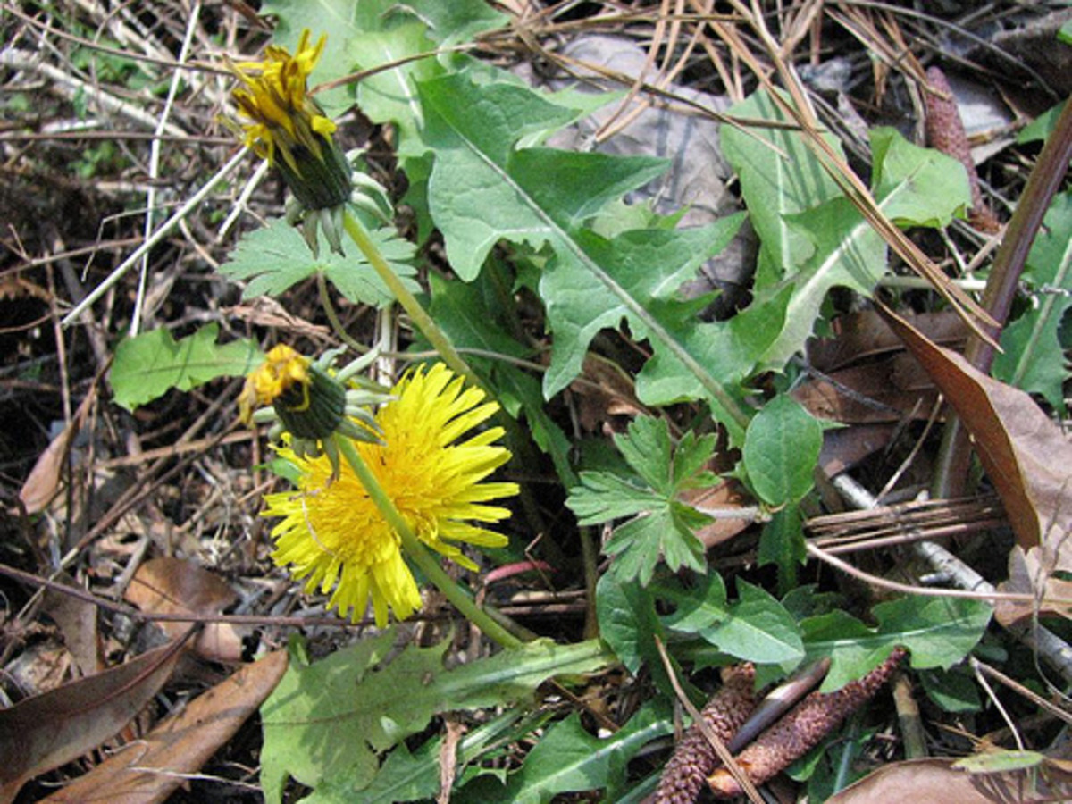 All parts of the dandelion are edible.