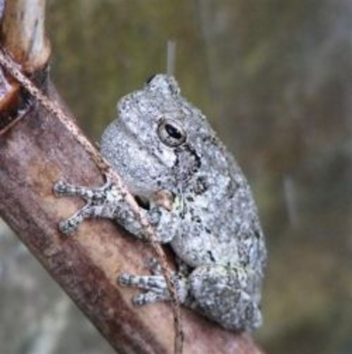 Gray Treefrog in Louisiana