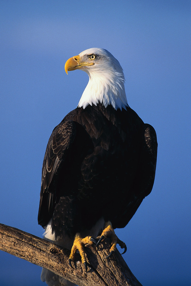 Facts About Eagles