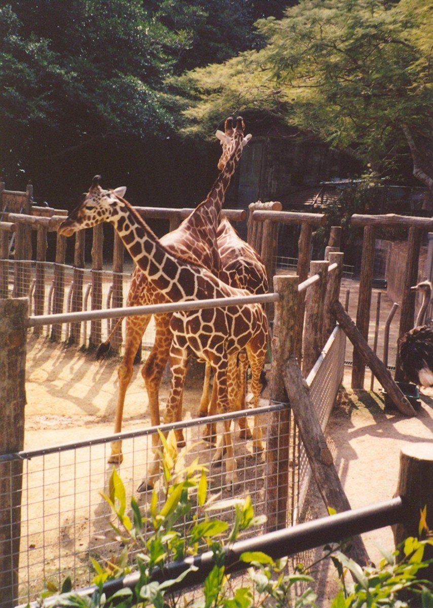 Okinawa Zoo in Okinawa City is located next to Children's Discovery Kingdom