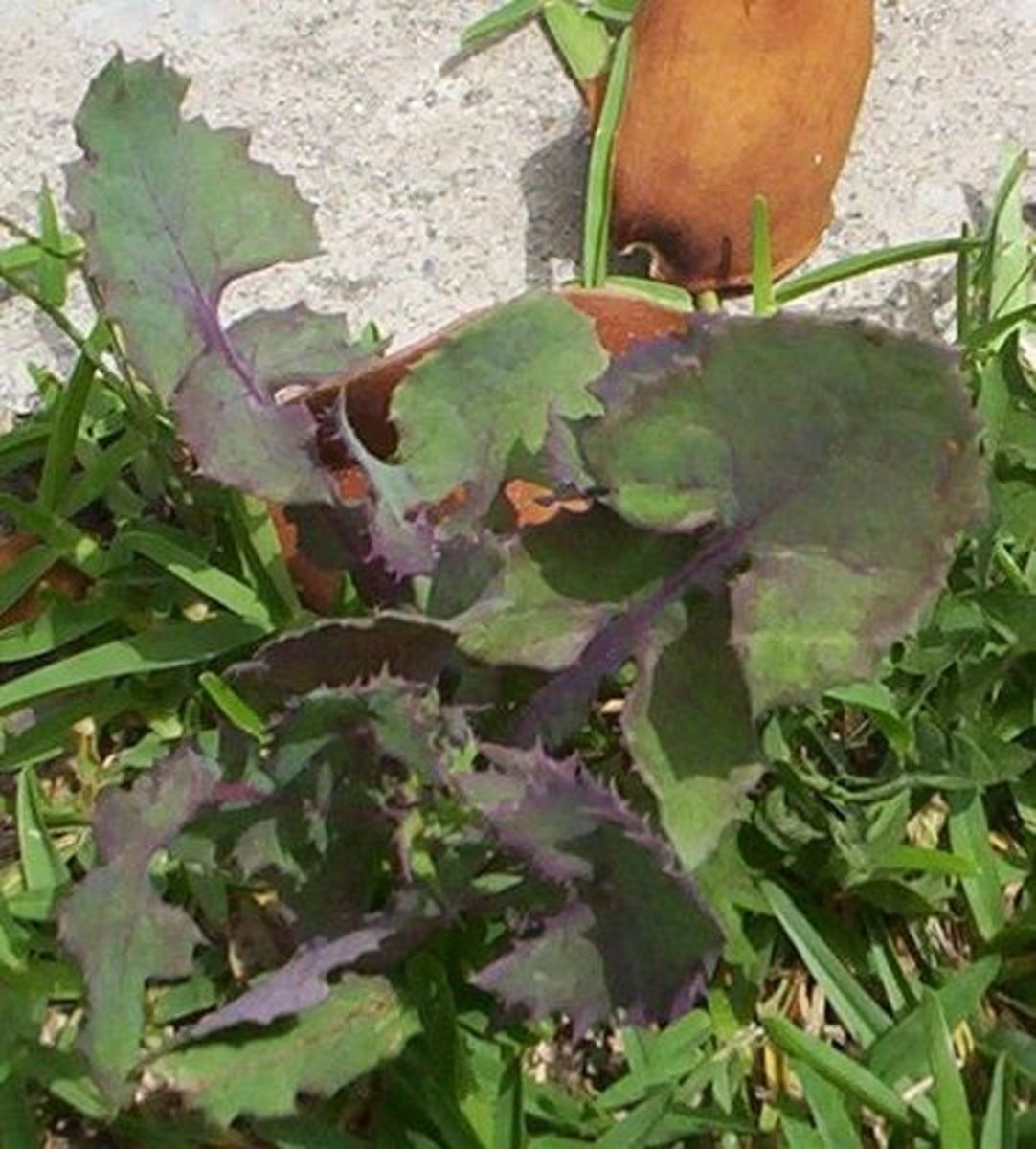 Old sow thistle leaves (photographed in a yard in Carson).