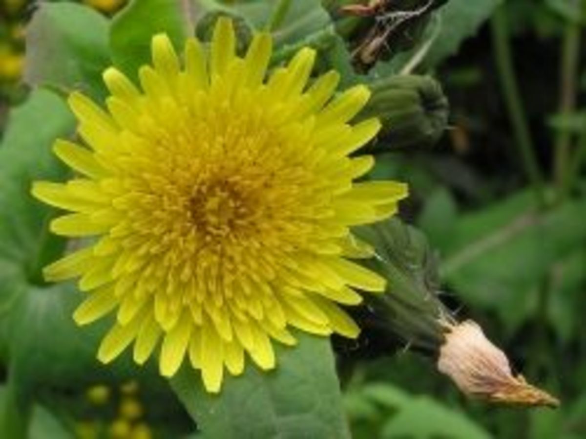 The bright and beautiful flower of the sow thistle.  (Photo from Wikimedia Commons: Tony Wills)