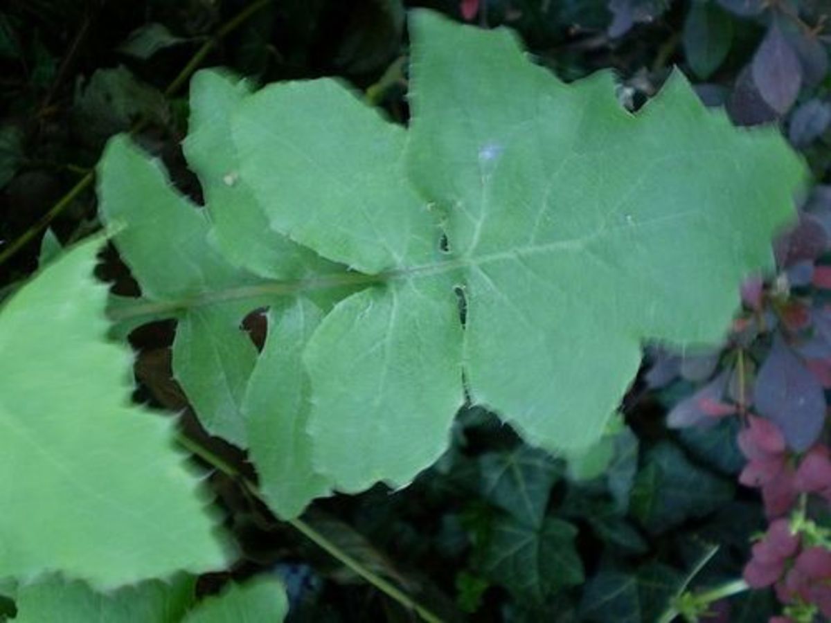 Mature sow thistle leaves (Wikimedia Commons: Rob Hille).
