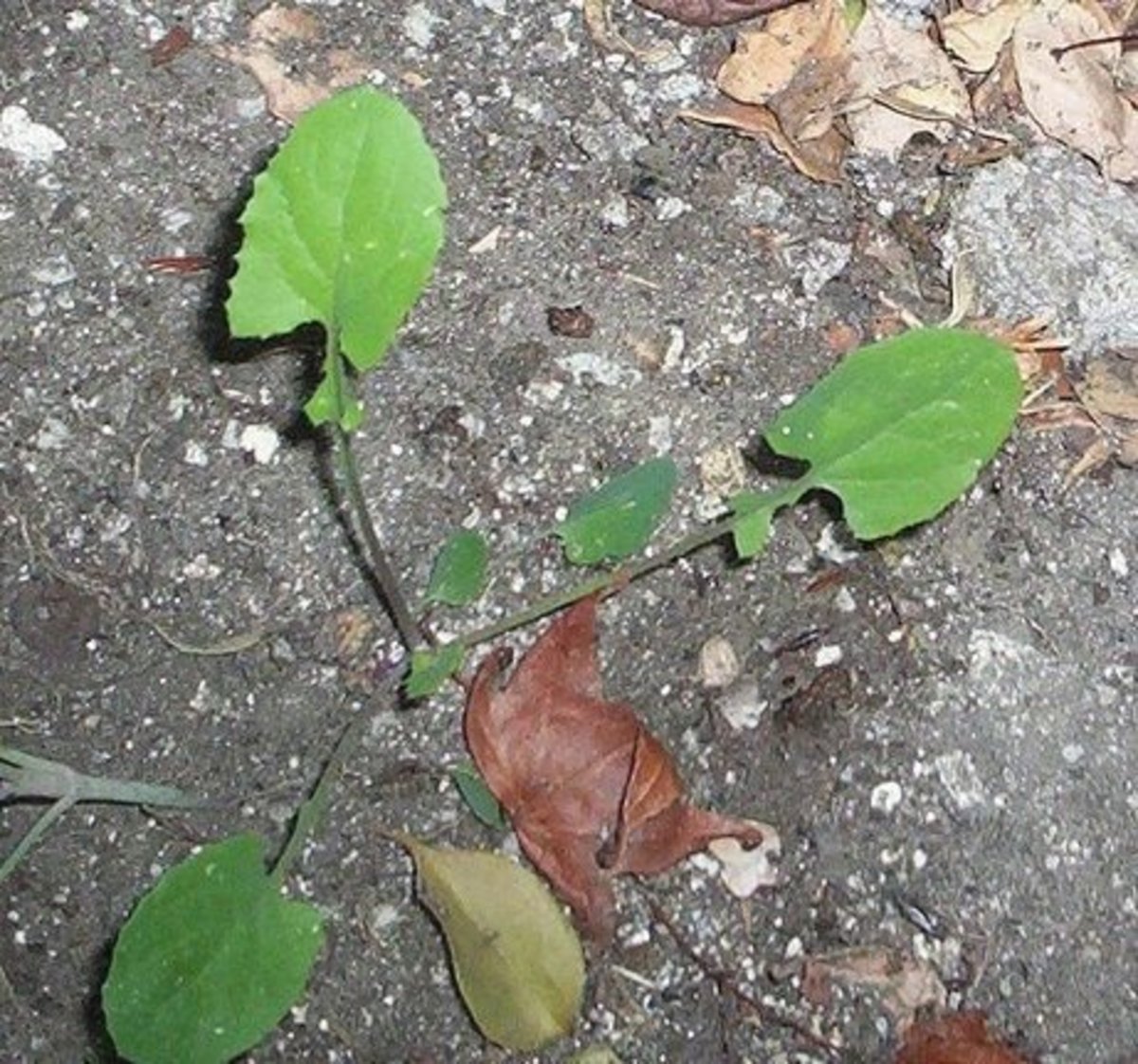 Baby sow thistle leaves (photographed in a yard in Lynwood).