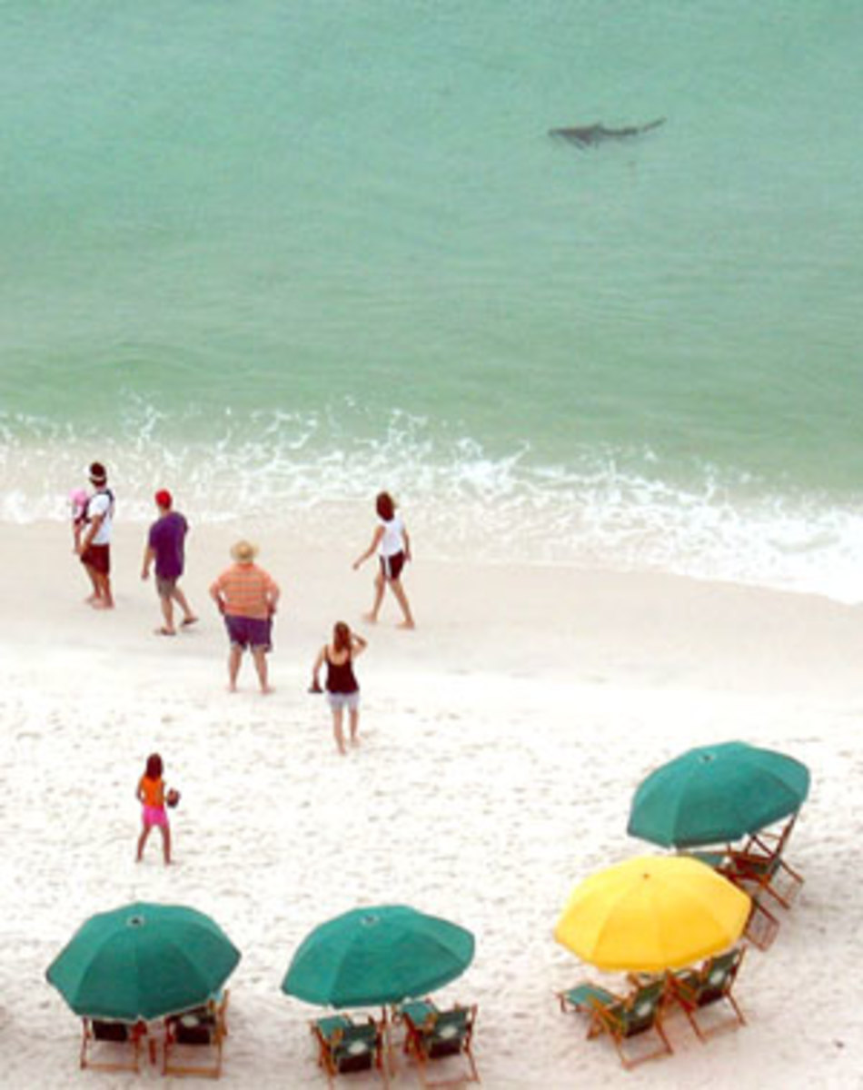 A bull shark can be seen from shore at Miramar Beach Florida in June 2005, one day after the species attacked a 14-year-old girl.
