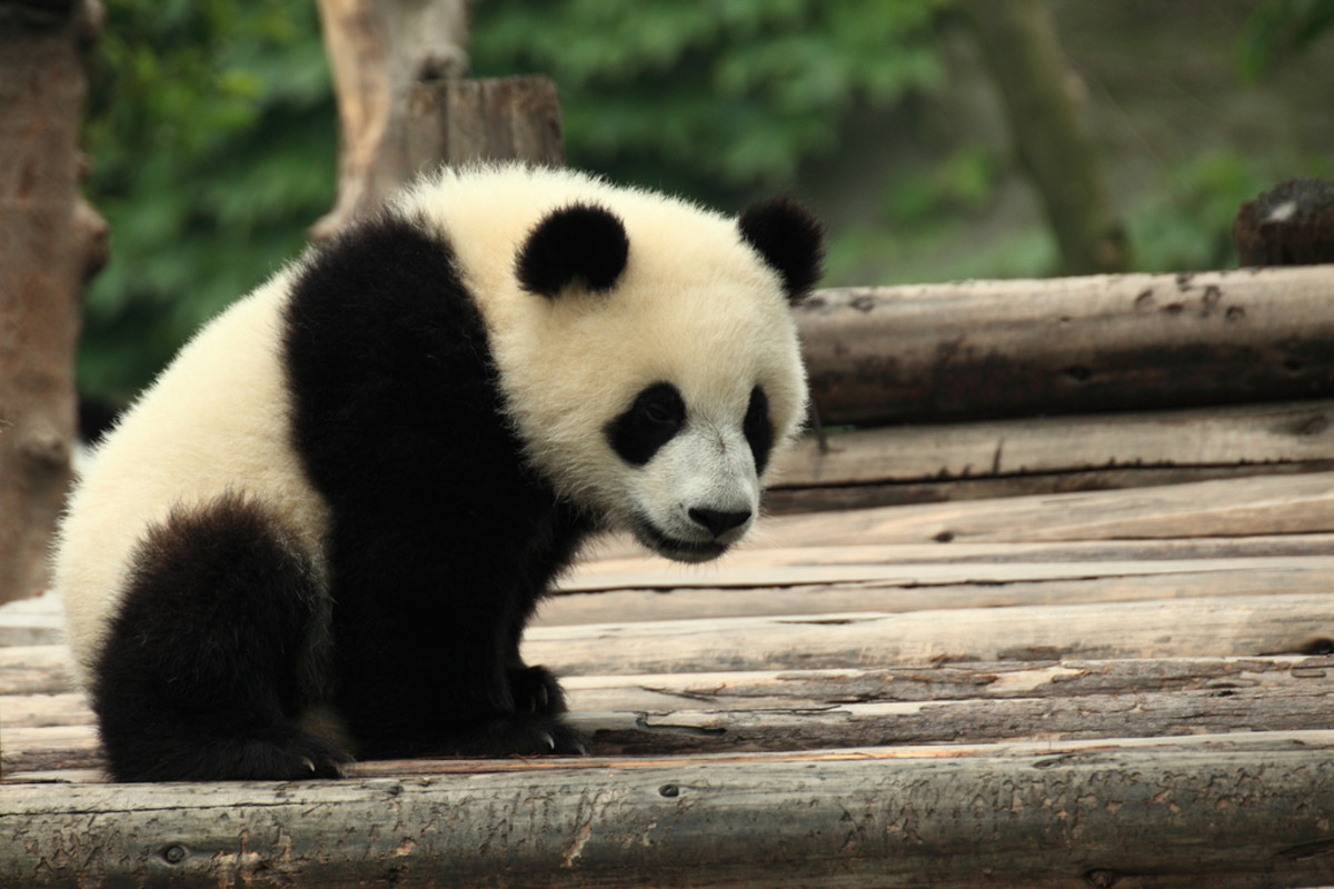 How to Save the Giant Pandas HubPages