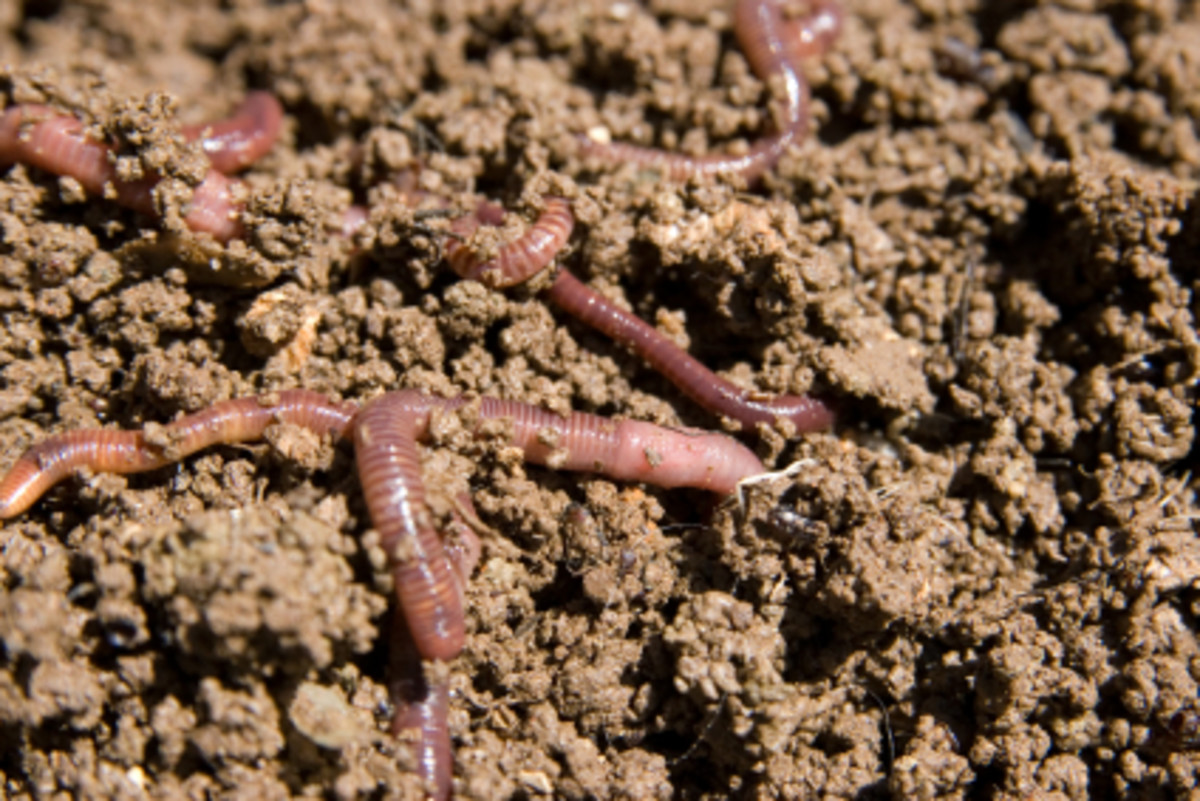 composting-at-home-with-worms