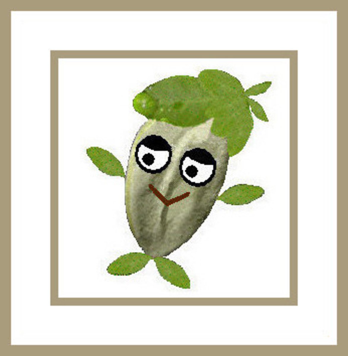"Stan" the Moringa Stenopetala Seed