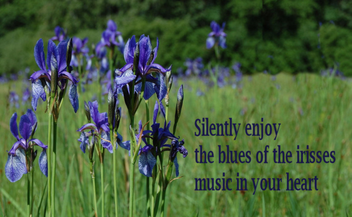 Haiku - Blues of the Irisses