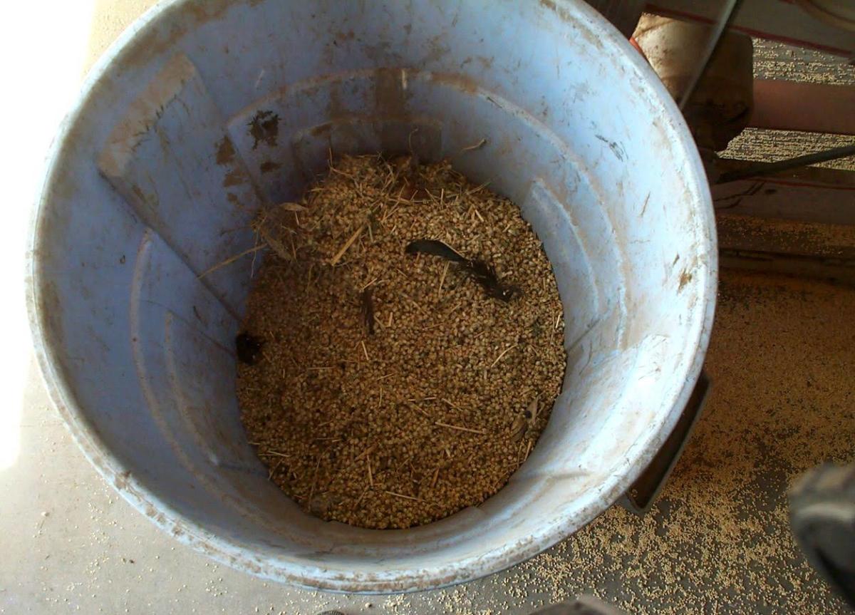 In this barrel, positioned under the "too big" spout, are pieces of grass, insects, and sandburrs.