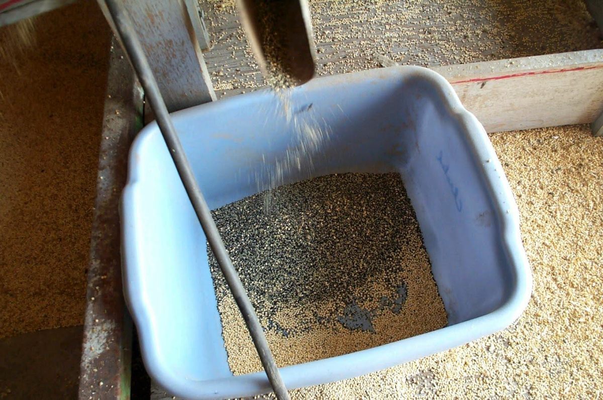 The very small millet pieces, and most of the black thistle seeds which have infiltrated a particular piece of ground, go into this tub under the "too small" spout.