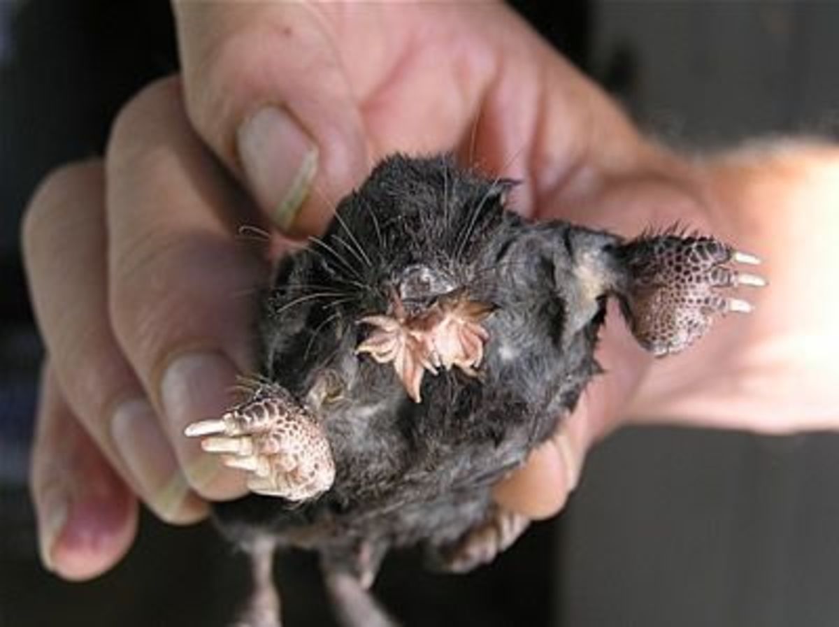 Young Star Nosed Mole