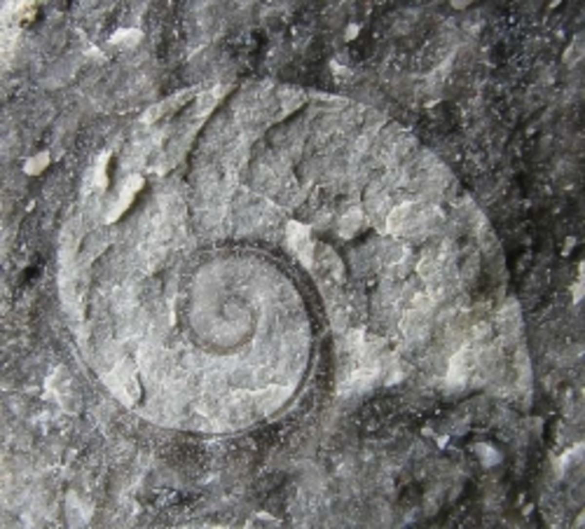 tennessee-fossils