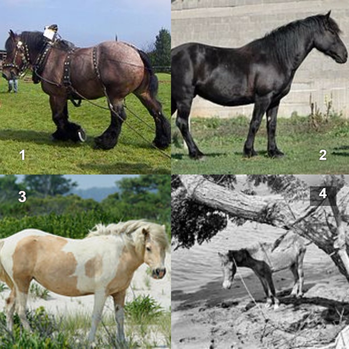 1. Ardennes Horse 2. Ariegeois Horse 3. Assateague Pony 4. Bali Pony