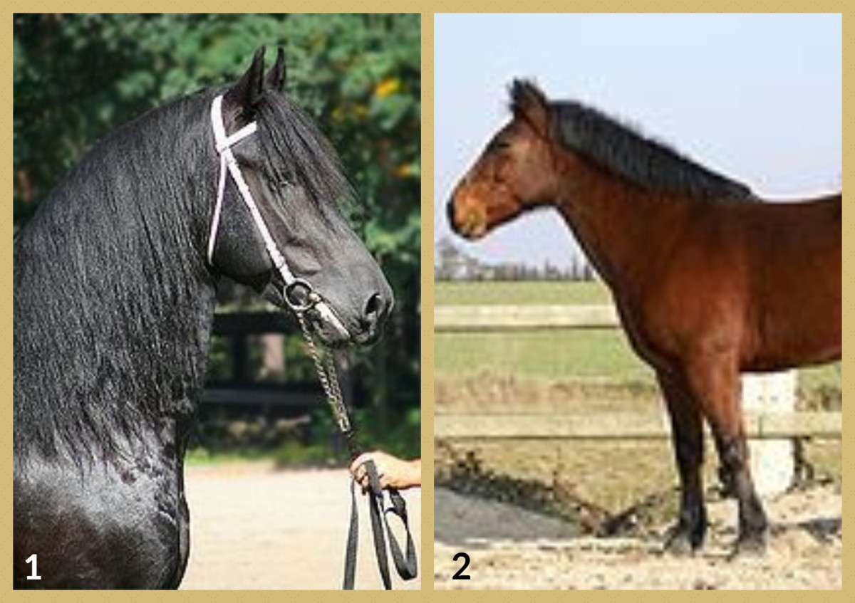 1. Friesian Horse 2. French Saddle Pony