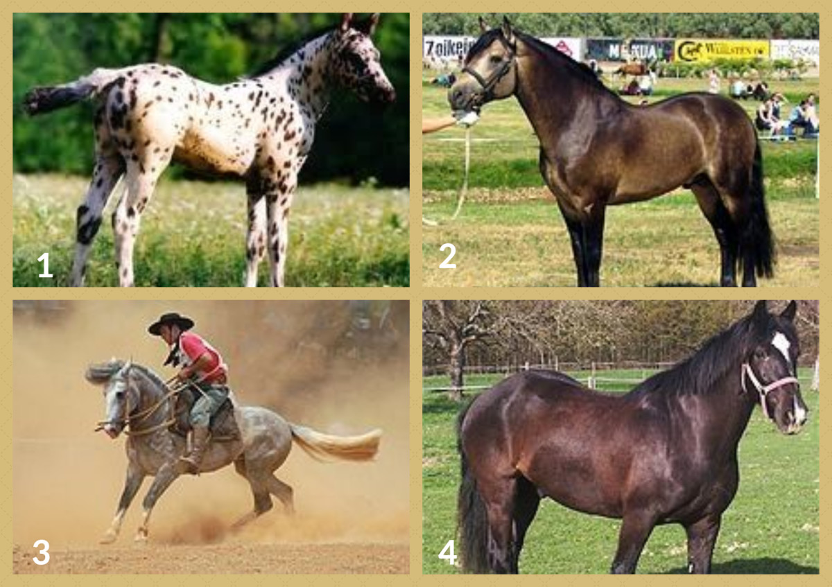 1. Colorado Ranger Horse 2. Connemara Pony 3. Criollo Horse 4. Dales Horse