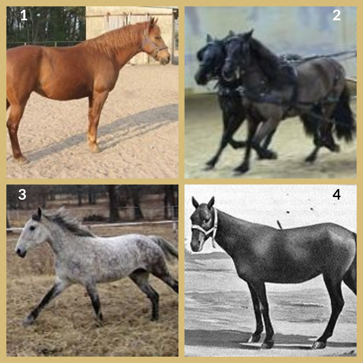 1. Barb Horse 2. Bardigiano Pony 3. Bashkir Pony 4. Basuto Pony