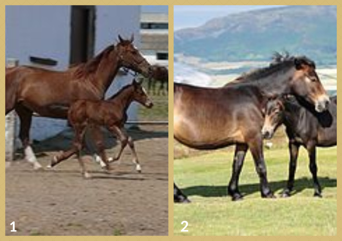 List of Horse Breeds A to Z Guide HubPages