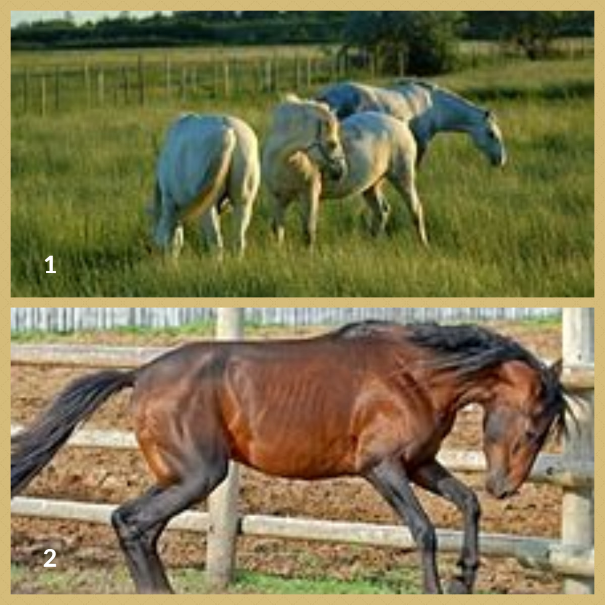 1. Camargue Horse 2. Caspian Horse