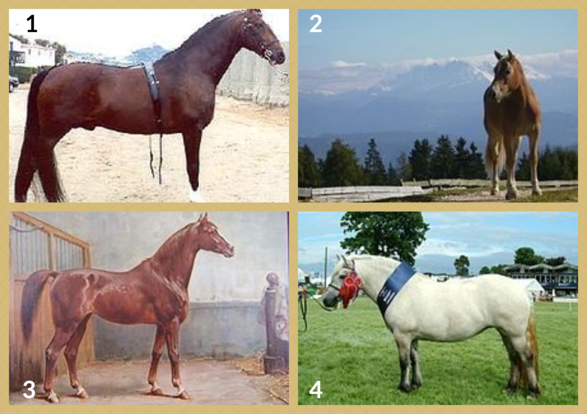 List of Horse Breeds: A to Z Guide - HubPages