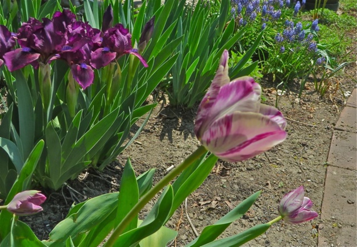 Gloria Nigrorum with early bearded iris and muscari (grape hyacinths)