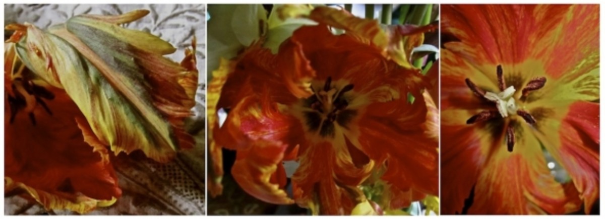 my-period-garden-rare-unusual-antique-heirloom-spring-bulbs