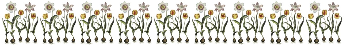 my-period-garden-rare-unusual-antique-heirloom-spring-bulbs