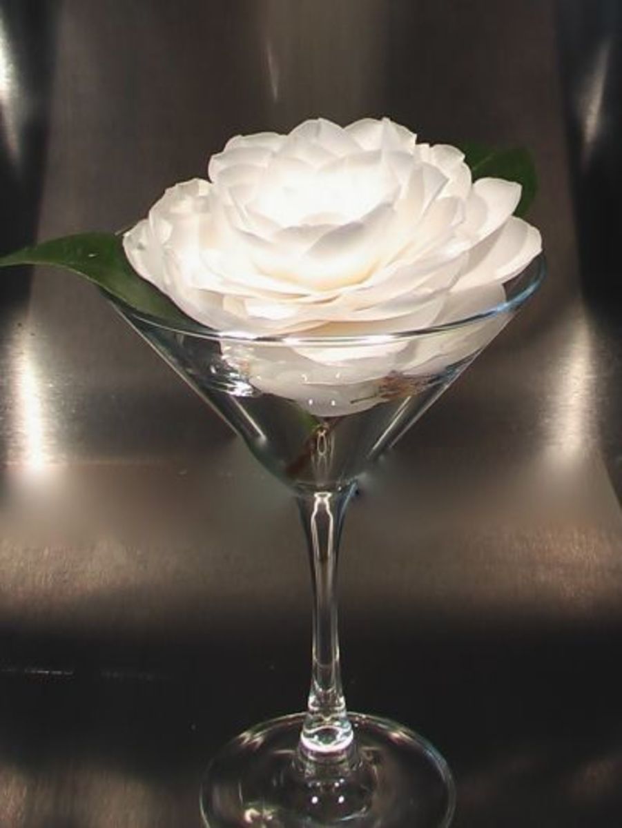 Easy Camellia Martini (camellias have a short stem, so they need a shallow container)