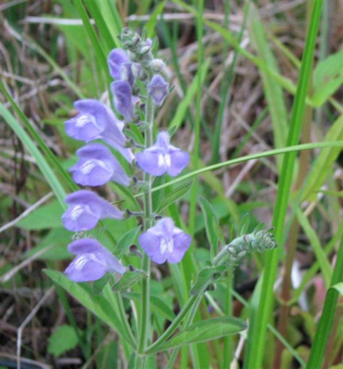 Native skullcap is one of the few blue wildflowers.