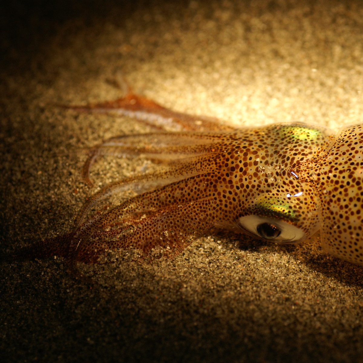the-squid