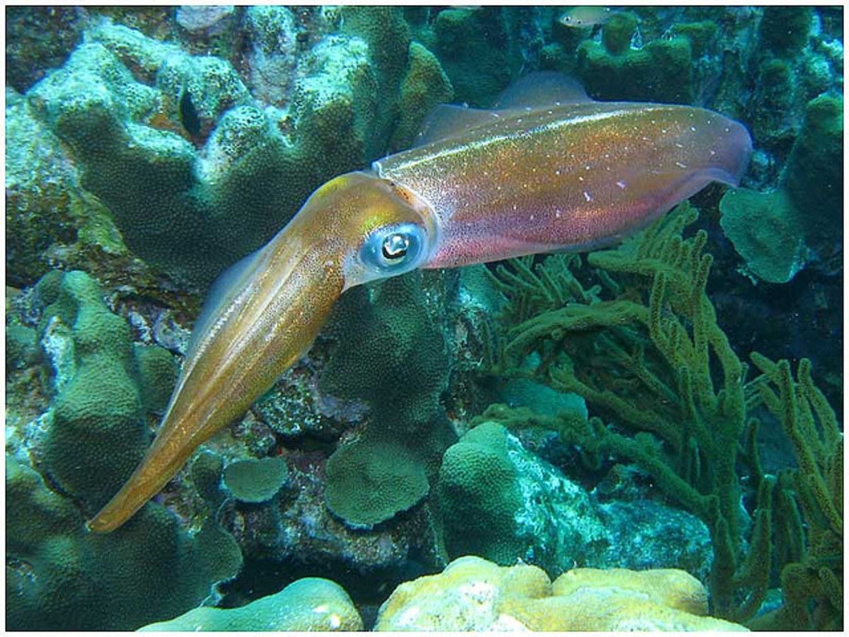 Bonaire reef squid