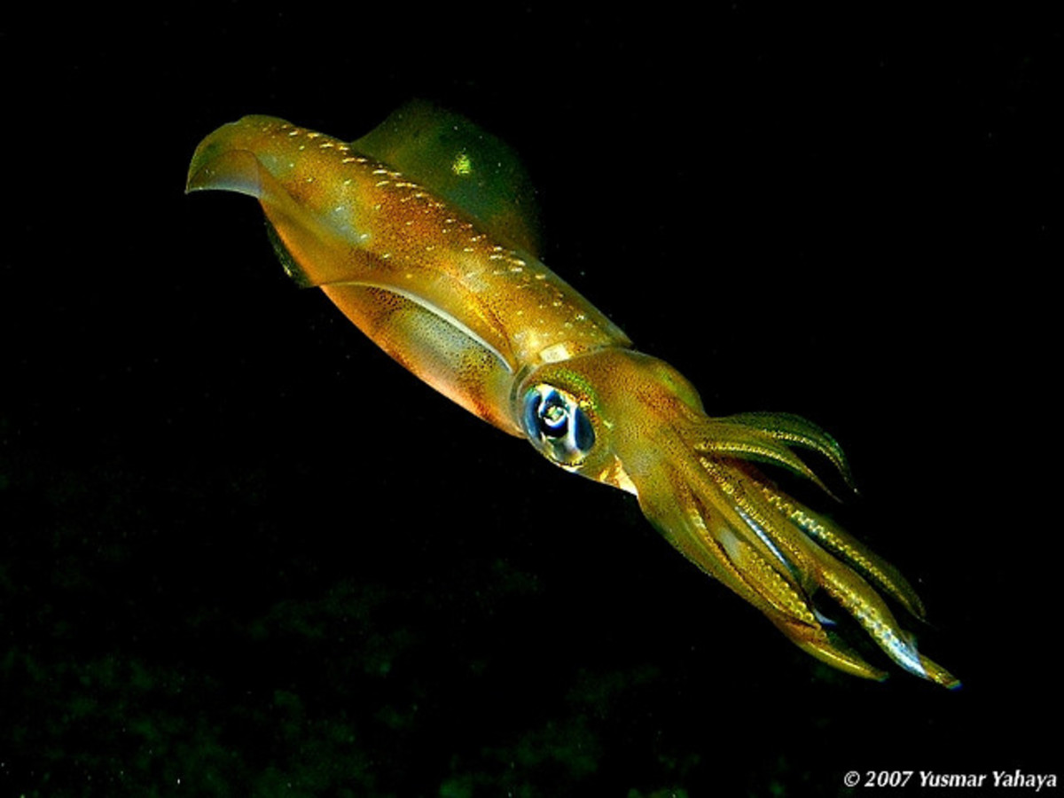 the-squid