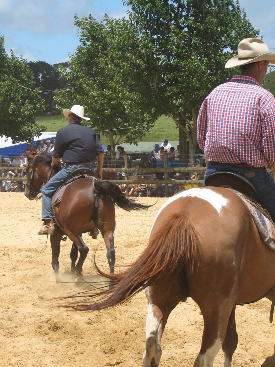Rawhide TV Show and American Cattle Drives Texas Longhorns HubPages