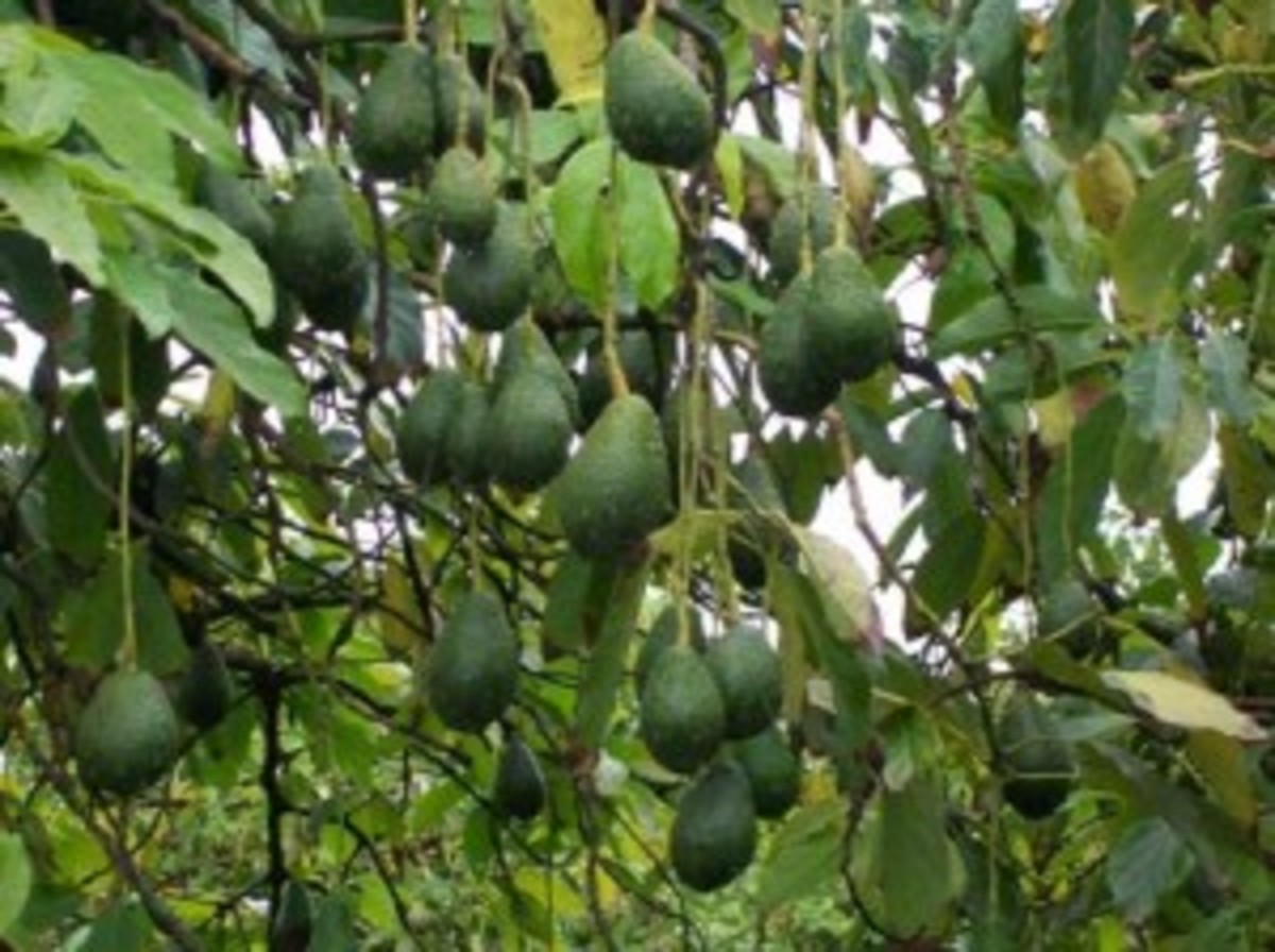 Avocado trees grow in tropical climates. 