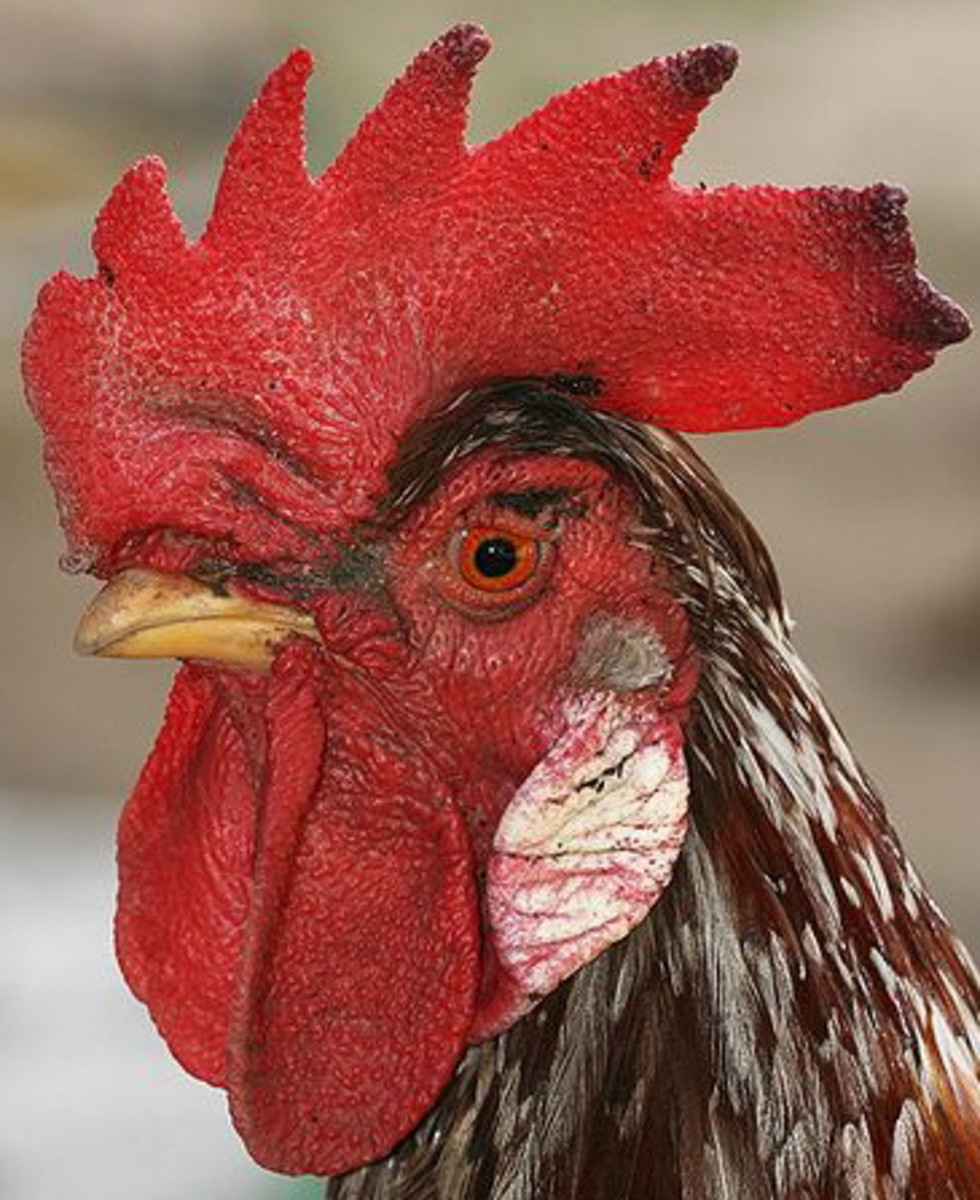 rooster with huge comb