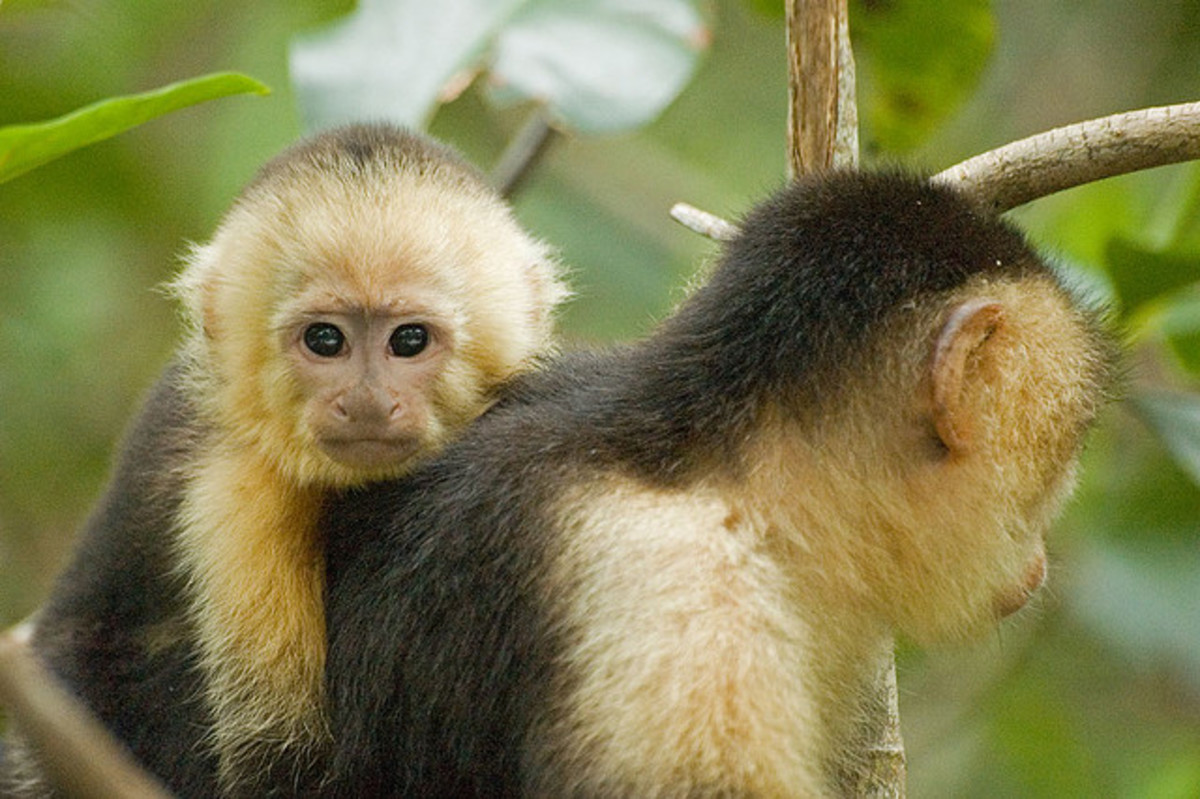 blond-capuchin-monkey