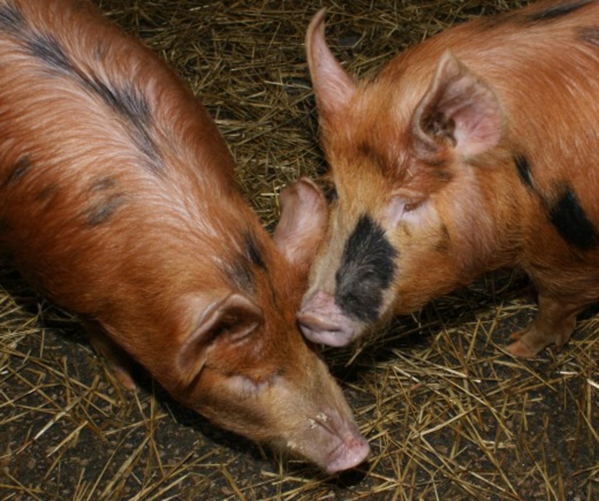 For speakers of Middle English, these were pigs.