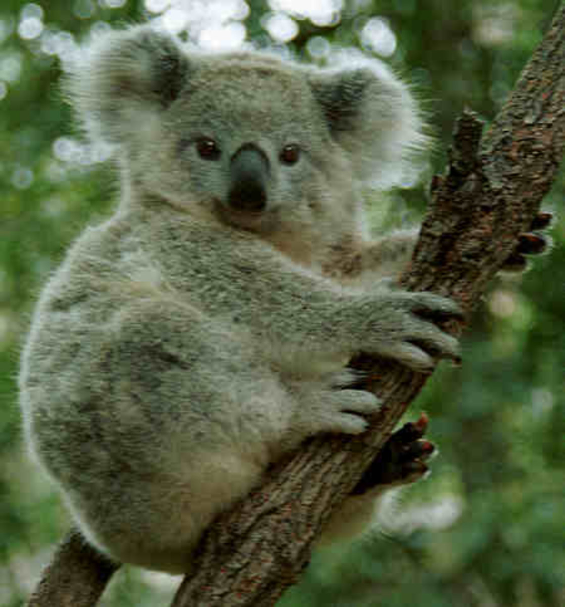 koala-bears-the-cutest-cuddliest-animal-in-the-world-that-will-rip-your-face-off