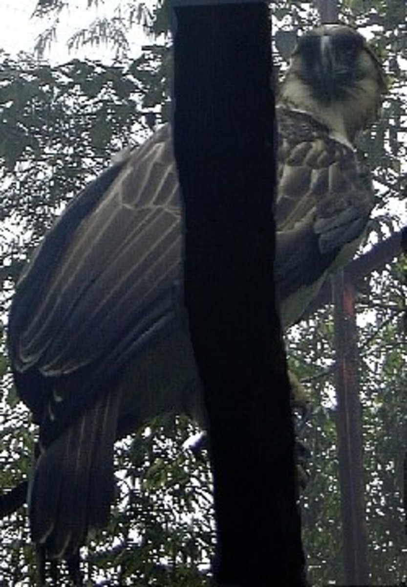 Philippine Eagle Davao City.  Also known as the Monkey Eating Eagle