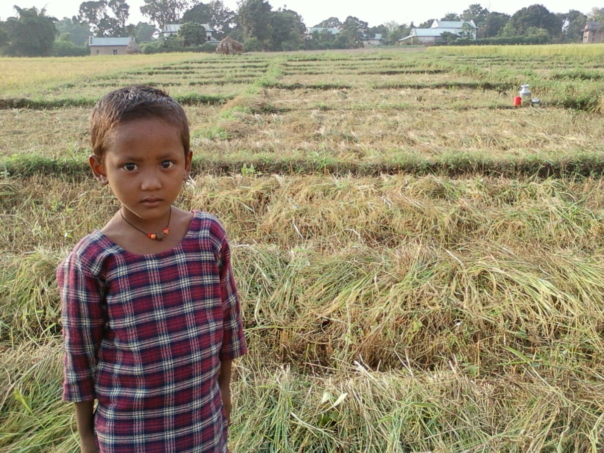 A little girl stands on the paddy field waiting for her mother 