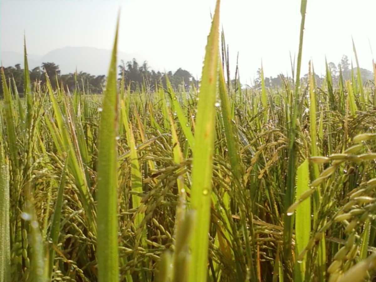 Rice Plantation in Nepal