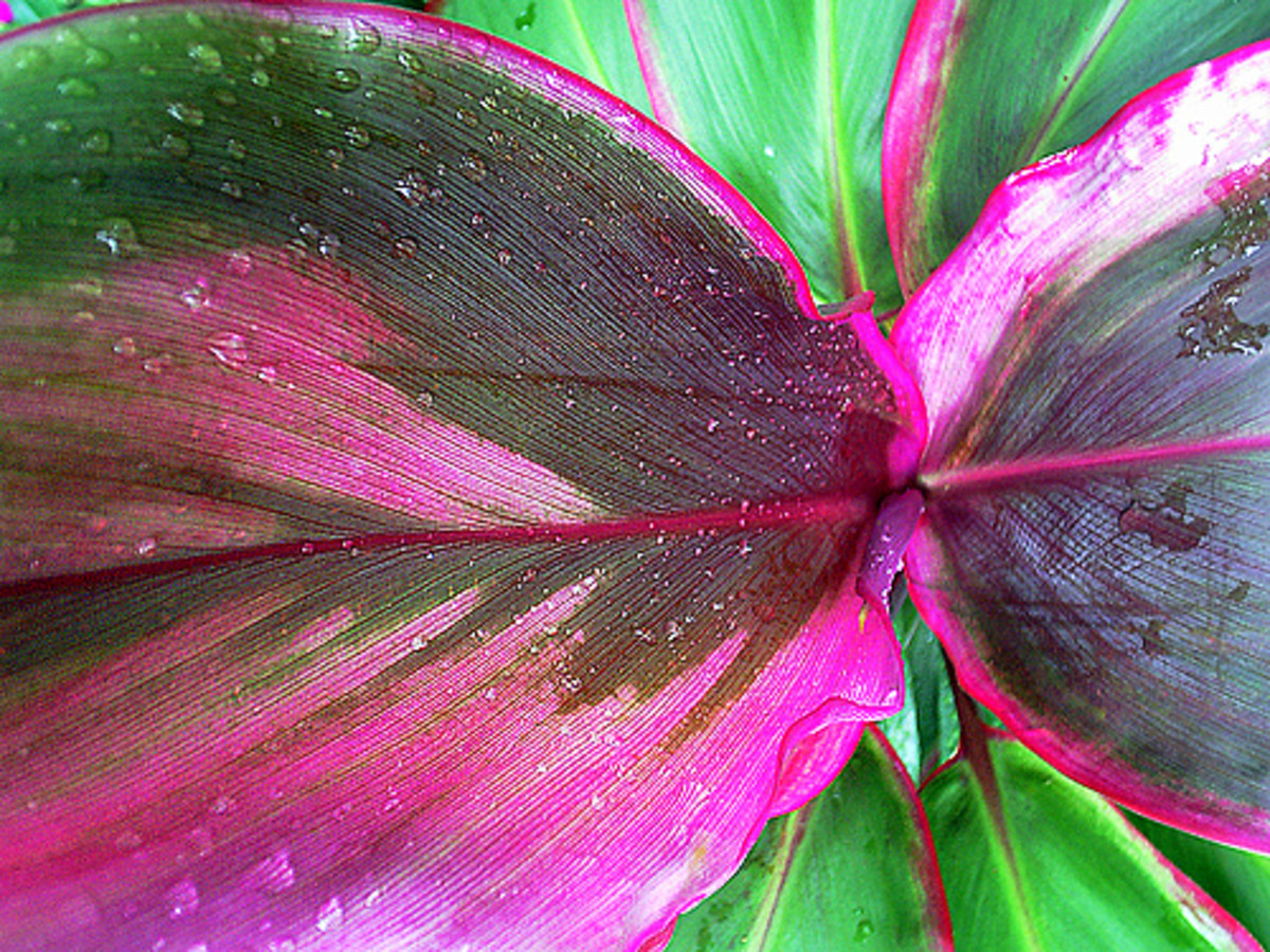 colorful tropical leaves