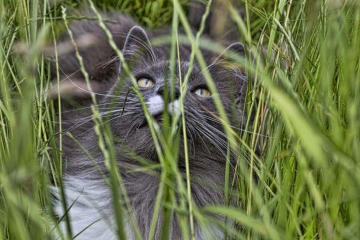 Cat looking in grass