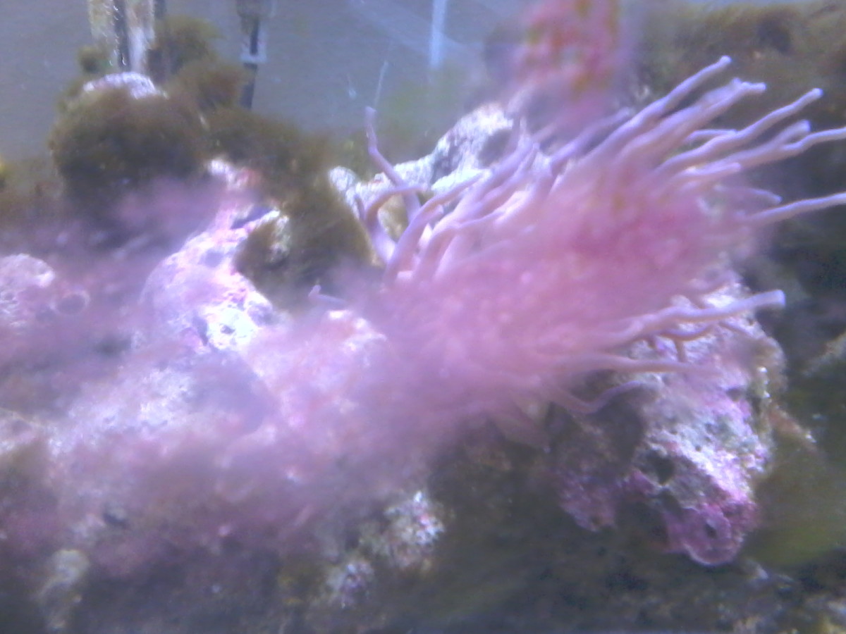 Fish Tank Problems: How to Get Rid of Red Algae in Your Aquarium