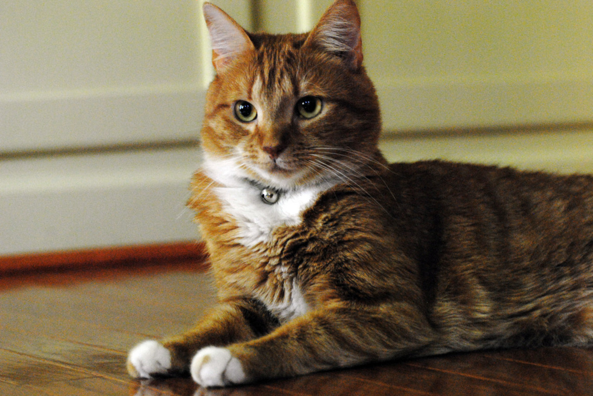 Limb Amputation How To Take Care of An Amputated Cat HubPages