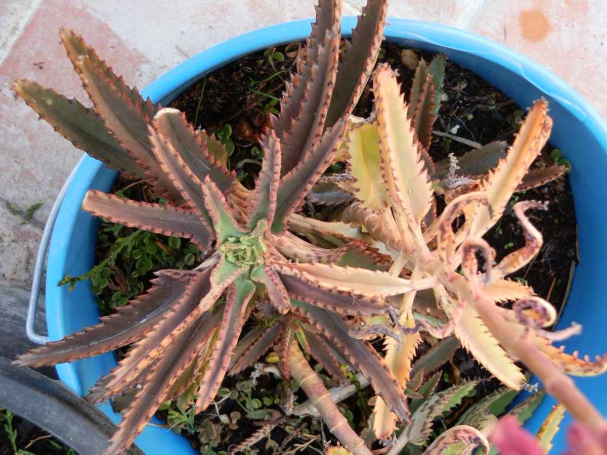 Mother of Thousands in bucket with hundreds of baby plants growing around it