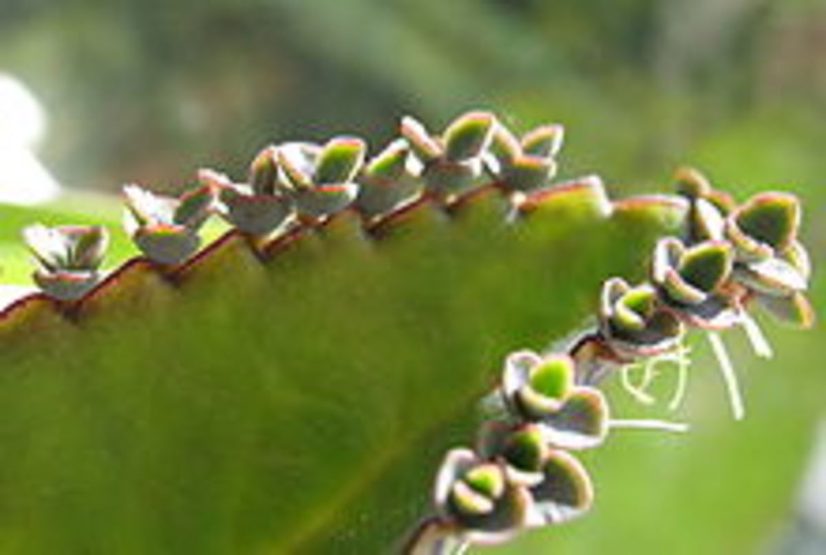 young plants on leaf of Kalanchoe daigremontiana