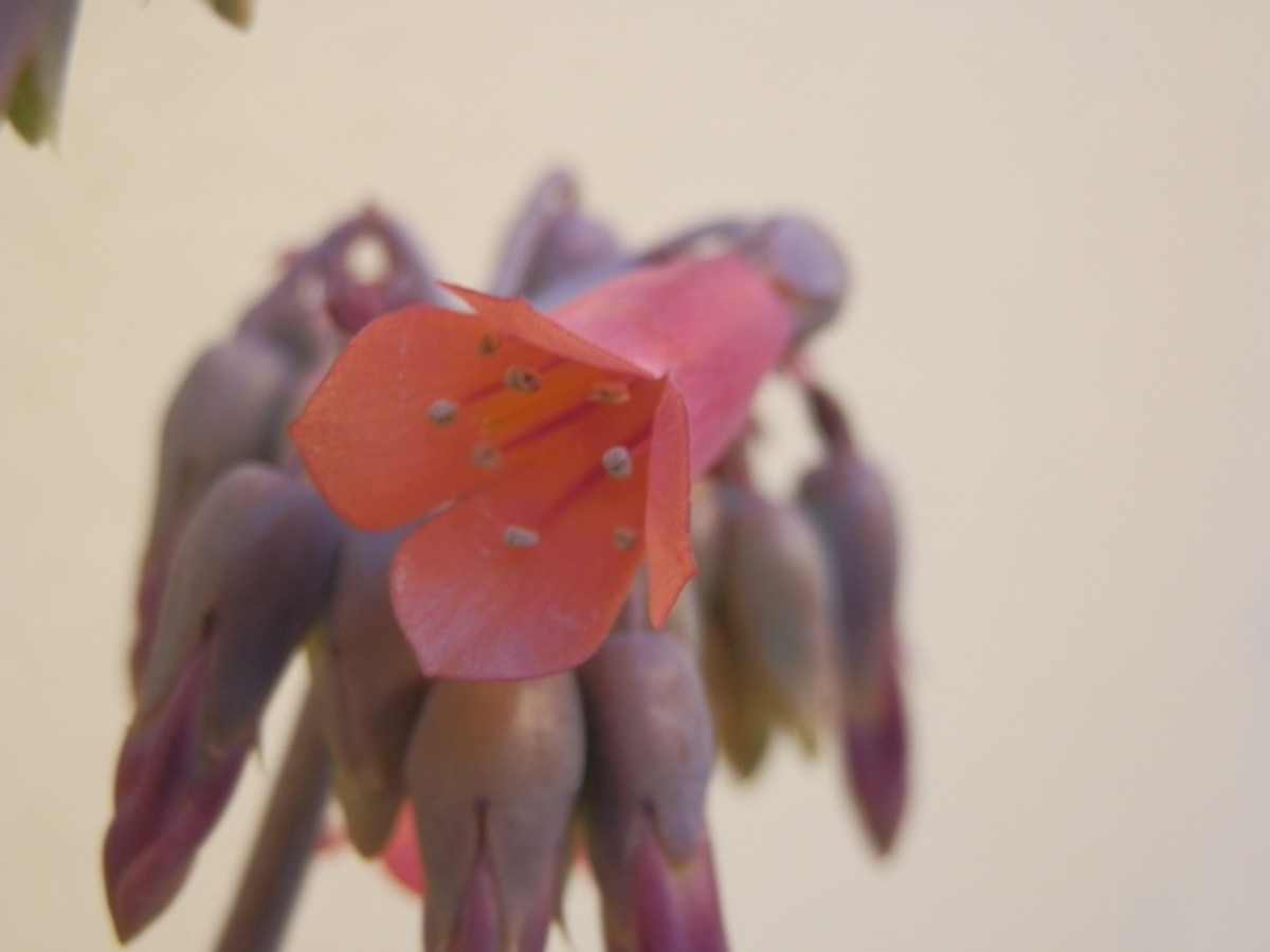 Flowering Mother of Thousands Plants HubPages