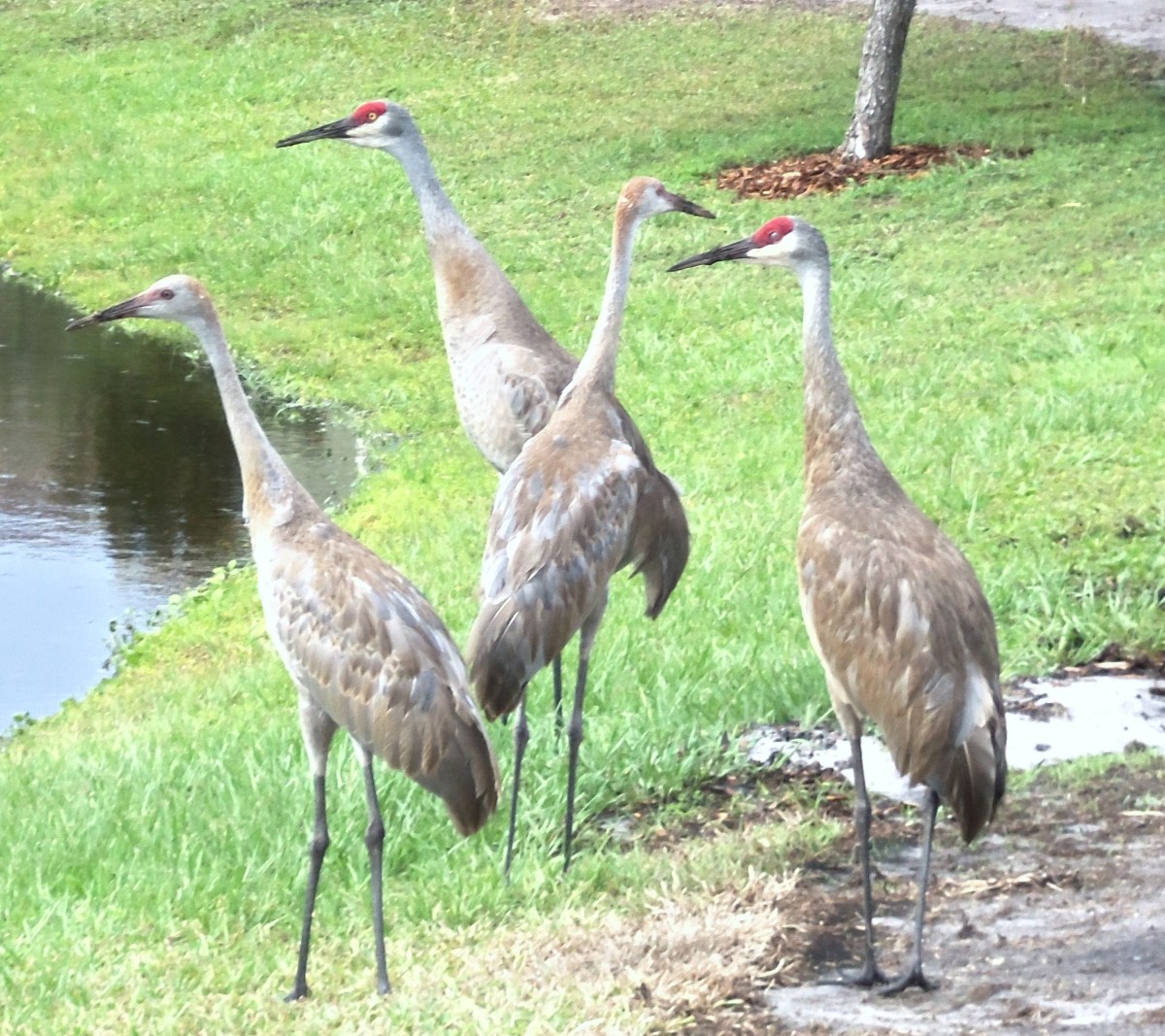 Seashells by MillhillSandhill Cranes, The Big Birds of Florida