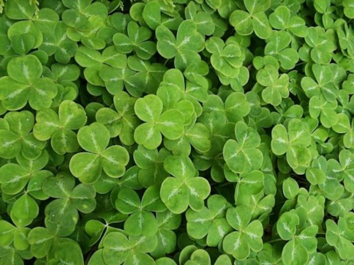 Shamrock Symbolism Explained HubPages
